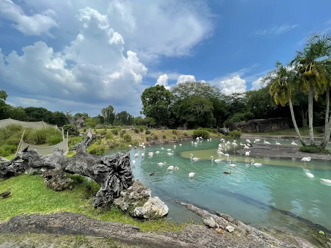 Disney's Animal Kingdom